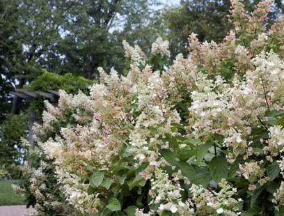 Hortenzie metlinatá Tardiva 20/40 cm, v květináči Hydrangea paniculata Tardiva